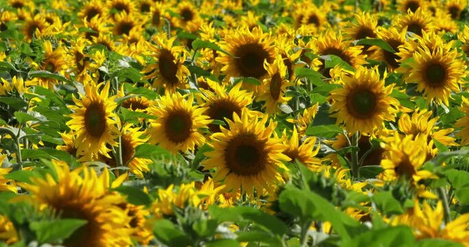 Field of sunflowers, Loiret department, France.