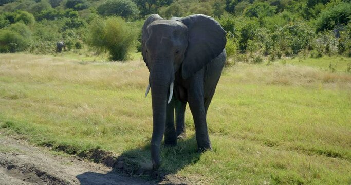 Pan right, elephant on Botswana safari
