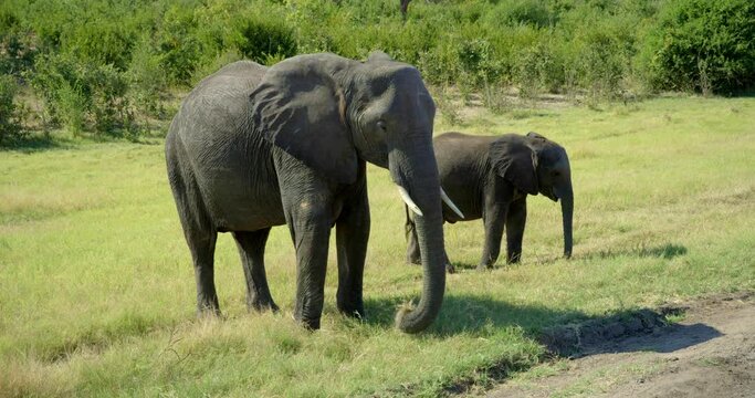 Pair of elephants by dirt road, handheld