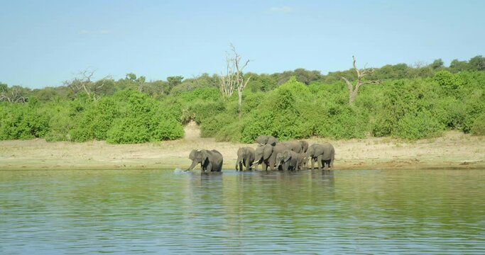 Wide, herd of elephants by watering hole in Botswana