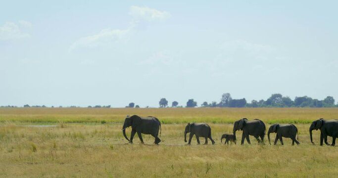 Wide, family of elephants in Botswana