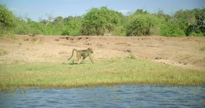Handheld, monkey walks along river in Botswana