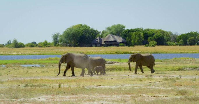 Pan left, family of elephants in Botswana
