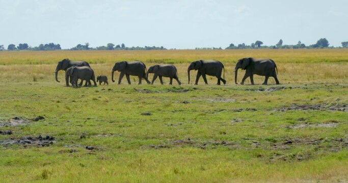 Pan left, family of elephants in Botswana savanna