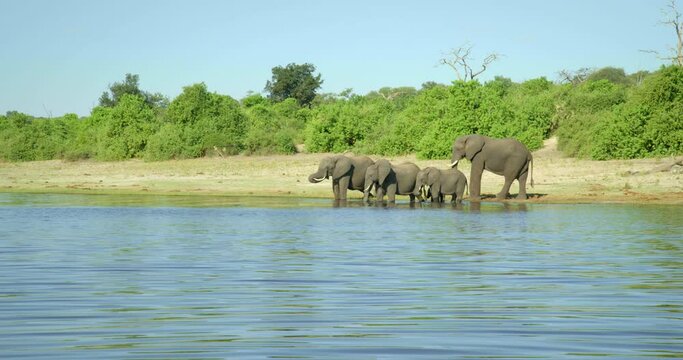 handheld, herd of elephants wait to cross river in Botswana