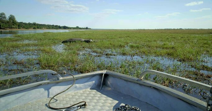 Medium shot, view of hippopotamus in Botswana river