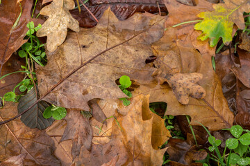 A curious clover peeks out from the Autumnal leaves.