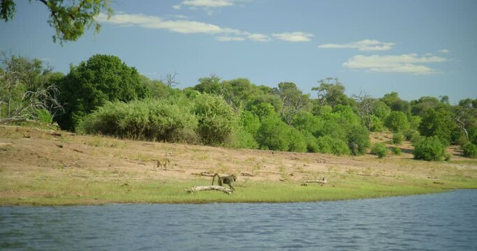 Handheld, view of monkey on riverbank in Botswana
