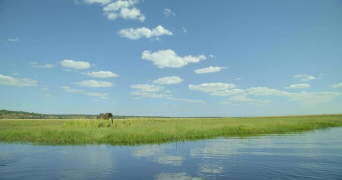 Wide, lone elephant along riverbank in Botswana