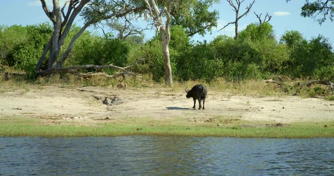 Monkey and water buffalo along riverbank in Botswana, handheld