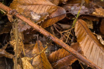 The thorns of a long-dead bramble, still protecting.