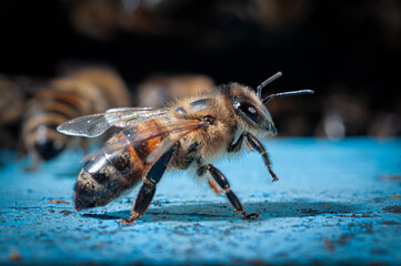 Honey bees at coming and going at the hive