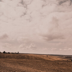 Fototapeta premium Orange summer autumn wheat field on large wide hills under a light cloudy sky.