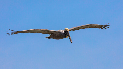 Pelican in perfect glide against blue sky, Florida, USA