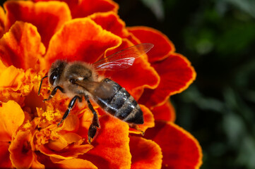 Honey bee collects pollen on a marigold