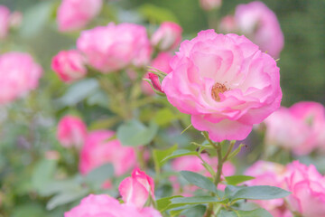 美しく咲くバラ科の花