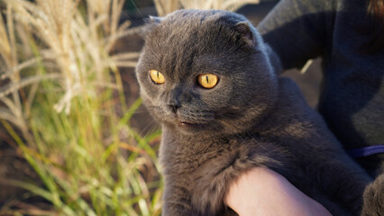 Scottish gray fold cat walks on a leash on green grass in the evening sunlight. Sun rays. Concept of love for pets
