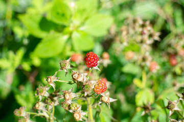 Wild young bramble, blackberry grow in Sokolniki park, Moscow