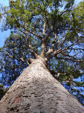  Copaiba Tree Native To The Atlantic Forest And Brazilian Cerrado Regions, Commonly Known As Pau-de-oleo Used In The Production Of Essential Oils