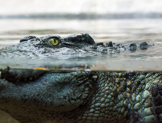 close up of an alligator