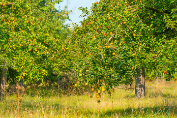 Fototapeta na wymiar Apples growing in apple trees in an orchard in bright sunlight in autumn, Voeren, Limburg, Belgium, September 10, 2020