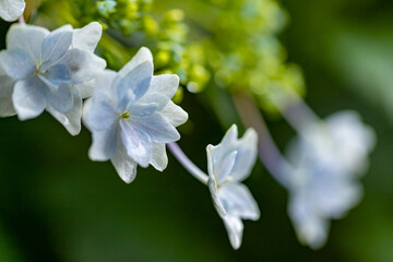 美しく咲くあじさい