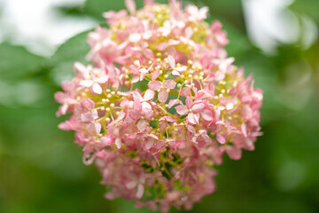 Fototapeta premium 美しく咲くあじさい