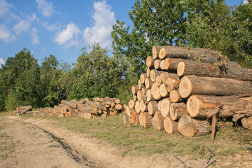 wood logging pieces next to a forest road