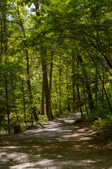 Fototapeta na wymiar Hiking Trail in the Woods