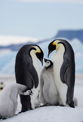 Fototapeta na wymiar Emperor Penguins and Chick, Antarctica