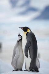 Emperor Penguin and Chick,  Antarctica