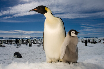 Emperor Penguin and Chick,  Antarctica