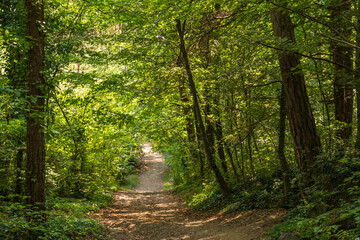 Fototapeta premium Beautiful green mountain forest on a sunny day in Eppan in the Italian South Tyrol