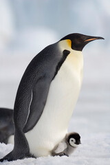 Obraz premium Emperor Penguin and Chick, Antarctica