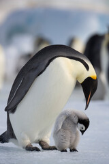 Emperor Penguin and Chick,  Antarctica