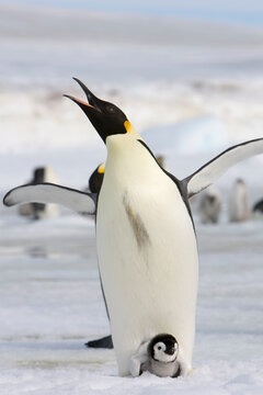 "Emperor Penguins" Images – Browse 12,072 Stock Photos, Vectors, and ...