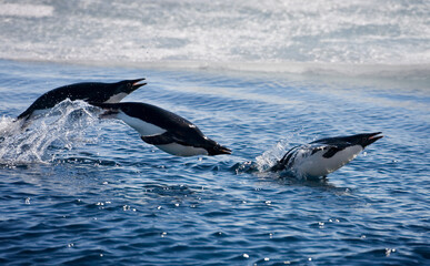 Adelie Penguins, Antarctica