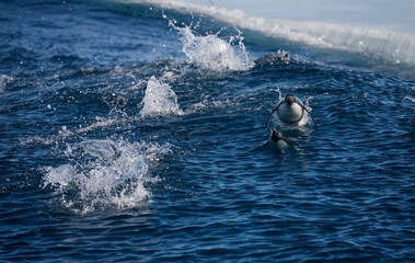 Adelie Penguins, Antarctica