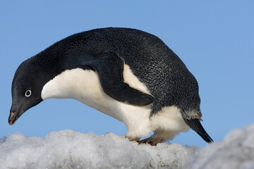 Adelie Penguin, Antarctica © Paul