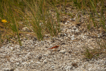 Brown dragonfly on sandy ground