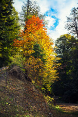 autumn in the forest