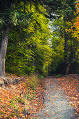 autumn forest in the morning