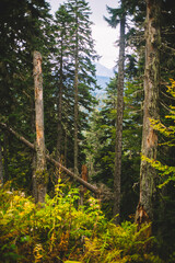 pine forest in the morning