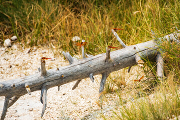Brown dragonflies on tree stump