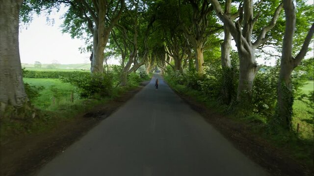 Woman walks down road under tree canopy in Ireland, aerial