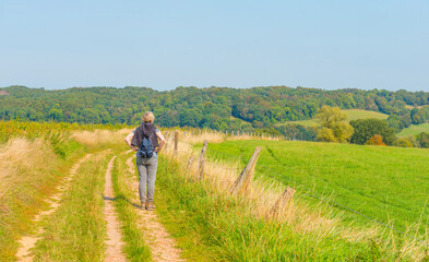 Fields and trees in a green hilly grassy landscape under a blue sky in sunlight at fall, Voeren,...