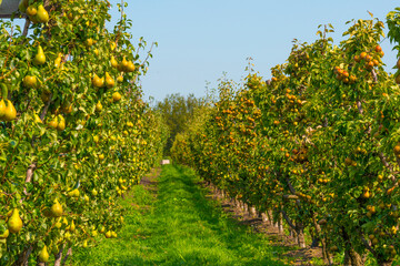Fototapeta na wymiar Pears growing in pear trees in an orchard in bright sunlight in autumn, Voeren, Limburg, Belgium, September 11, 2020