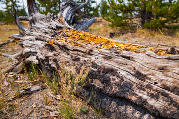 Dead tree on ground in Yellowstone National Park