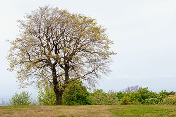 Tree on a hill
