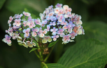 Hydrangea  - in the garden